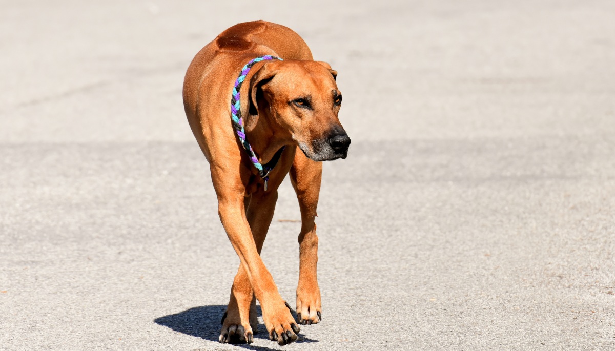 bungee jump landdistrikterne dyb Die Gangarten unserer Hunde – natürliches Bewegungsbild, Reha,  Bewegungsschulung und Besonderheiten – HundeSport – und – Gesundheit